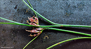 Mosasev / Juncus trifidus L.