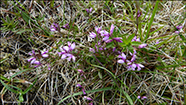 Sm silkibond / Polygala serpyllifolia