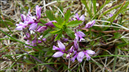 Sm silkibond / Polygala serpyllifolia