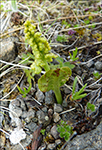 Tyssismnagras / Botrychium lunaria L. Swartz