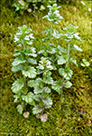 Eygnagras / Euphrasia stricta var. stricta 