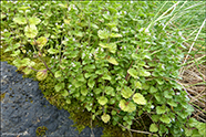 Eygnagras / Euphrasia stricta var. stricta 