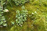 Eygnagras / Euphrasia stricta var. stricta 