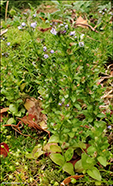 Mribldepla / Veronica serpyllifolia L.
