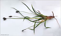 Hvusvrt str / Carex atrata L.
