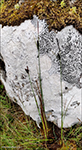 Nevstr / Carex rostrata