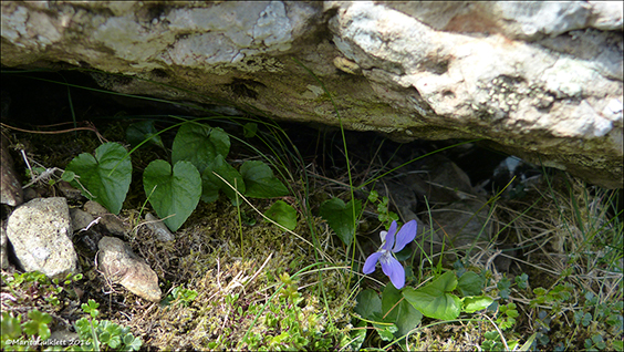 Fjallablkolla / Viola canina L. subsp. montana (L.) Hartm.)