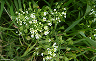 Hirahjartaarvi / Capsella bursa-pastoris (L.) Med.