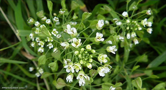 Hirahjartaarvi / Capsella bursa-pastoris (L.) Med.