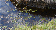 Avlangt tjarnaks / Potamogeton polygonifolius Pourret (P. oblongus Viv)