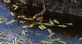 Avlangt tjarnaks / Potamogeton polygonifolius Pourret (P. oblongus Viv)