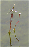 Fnt botnagras / Lobelia dortmanna L.