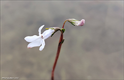 Fnt botnagras / Lobelia dortmanna L.