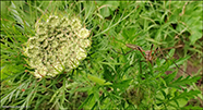 Daucus carota