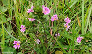 Eygnagras / Euphrasia stricta var. stricta 