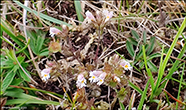 Eygnagras / Euphrasia stricta var. stricta 