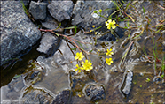 Iglaslja / Ranunculus flammula L.