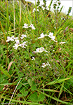 Eygnagras / Euphrasia rostkoviana ?