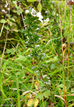 Eygnagras / Euphrasia rostkoviana ?