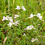 Eygnagras / Euphrasia rostkoviana ?