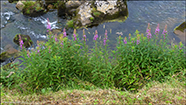 Sigurskvur / Epilobium angustifolium L. (Chamaenerion angustifolium (L.) Scop.)