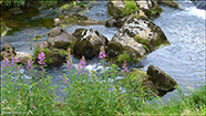 Sigurskvur / Epilobium angustifolium L. (Chamaenerion angustifolium (L.) Scop.)