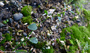 Smfuglablkuurt / Polygonum aviculare