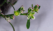 Smfuglablkuurt / Polygonum aviculare