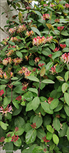 Kaprifolia / Lonicera periclymenum Belgica Select