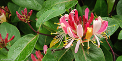 Kaprifolia / Lonicera periclymenum Belgica Select