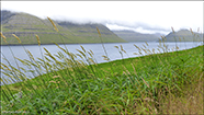 Royðrarroyggj / Phalaris arundinacea var. arundinaceae