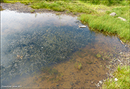 Elodea canadensis