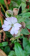 Reydlig bjargablma / Silene dioica.