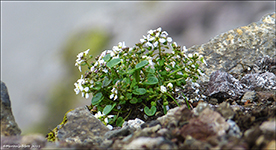 Lknaeirisgras / Cochlearia officinalis