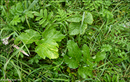 Meistararót / Peucedanum ostruthium