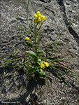 Ekrulnbinda / Brassica rapa L. (B. campestris L.).