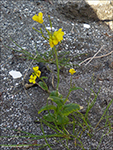 Ekrulnbinda / Brassica rapa L. (B. campestris L.).