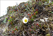 Fjallabrur / Dryas octopetala