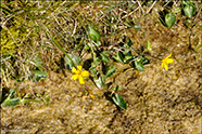 Krúpandi mýrisólja  / Caltha palustris subsp. radicans (T. F. Forst.) Syme 