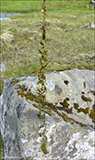 Bløðrurót / Utricularia vulgaris/australis 