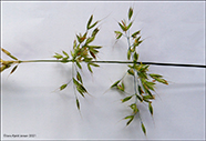 Rossahavri / Arrhenatherum elatius subsp. bulbosum (Willd.) Schbl. & G. Martens 
