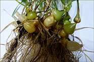 Rossahavri / Arrhenatherum elatius subsp. bulbosum (Willd.) Schbl. & G. Martens 