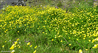 Svnaslja / Ranunculus acris