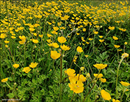 Svnaslja / Ranunculus acris