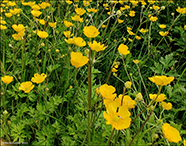 Svnaslja / Ranunculus acris