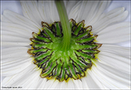 Hálshvít baldursbrá / Tripleurospermum maritimum subsp. subpolare