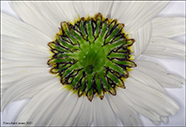 Hálshvít baldursbrá / Tripleurospermum maritimum subsp. subpolare