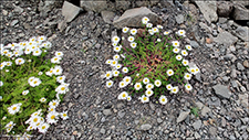 Hálshvít baldursbrá / Tripleurospermum maritimum subsp. subpolare