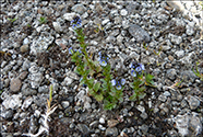 Mribldepla / Veronica serpyllifolia L.