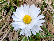 Stugtblmandi summardi / Bellis perennis (L.)